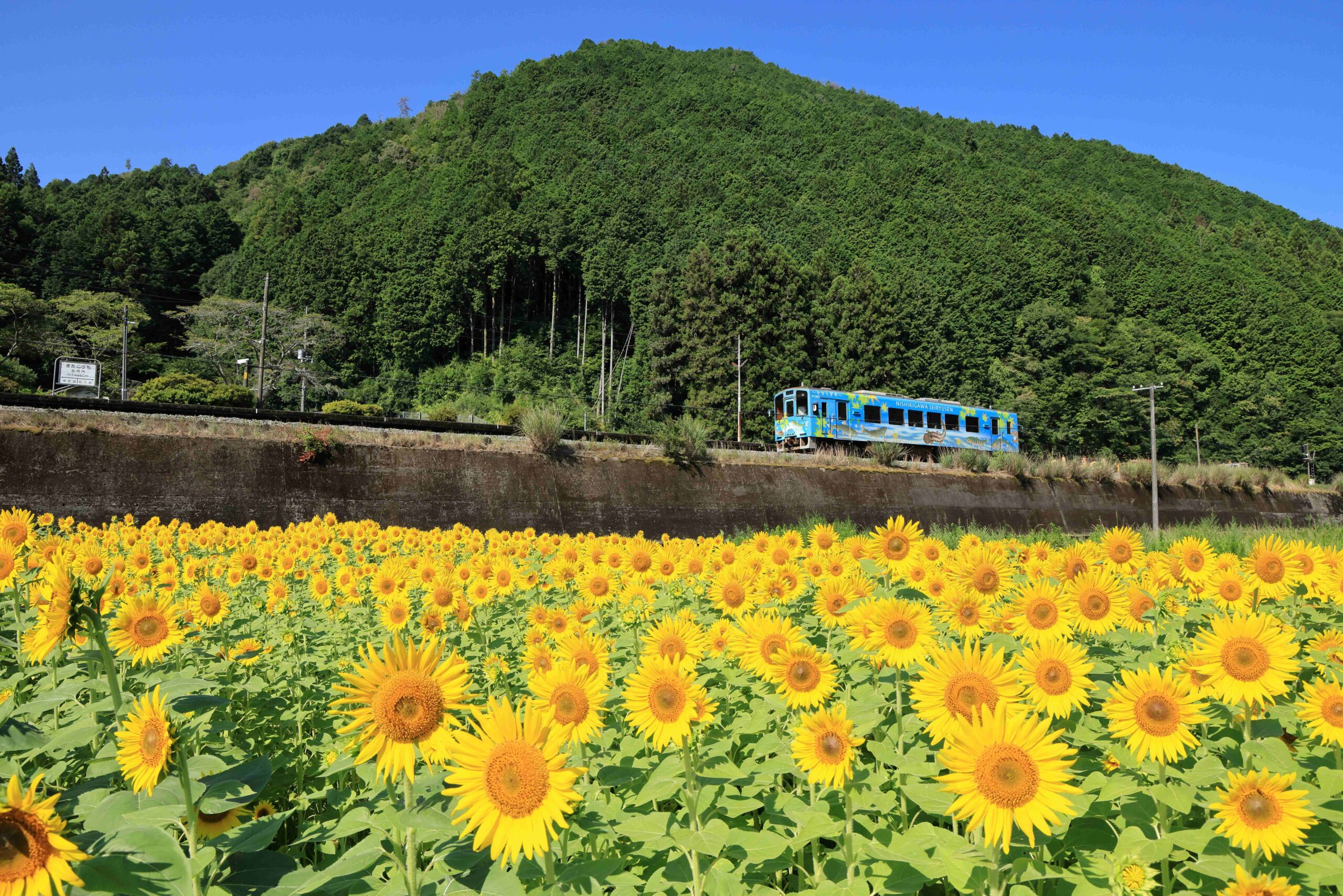 260401【錦川鉄道㈱】　＜写真①＞７月　夏・北河内